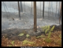 Incendio Referido em 
http://www.bombeiros-portugal.net/viewtopic.php?t=12177
Na Silvã. em 11-8-2009 Um incêndio em pinhal em Silvã, concelho da Mealhada, no distrito de Aveiro, deflagrou às 16h14 e foi circunscrito às 17h45, segundo o site da Autoridade Nacional de Protecção Civil.

68 bombeiros combateram as chamas, com a ajuda de 18 veículos, um helicóptero de ataque inicial e um avião de ataque inicial.
