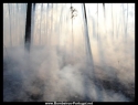 Incendio Referido em 
http://www.bombeiros-portugal.net/viewtopic.php?t=12177
Na Silvã. em 11-8-2009 Um incêndio em pinhal em Silvã, concelho da Mealhada, no distrito de Aveiro, deflagrou às 16h14 e foi circunscrito às 17h45, segundo o site da Autoridade Nacional de Protecção Civil.

68 bombeiros combateram as chamas, com a ajuda de 18 veículos, um helicóptero de ataque inicial e um avião de ataque inicial.